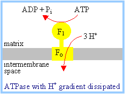 21-hydroxy Oligomycin A 寡霉素A