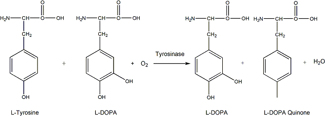 Polyphenol Oxidase 多酚氧化酶 工具酶