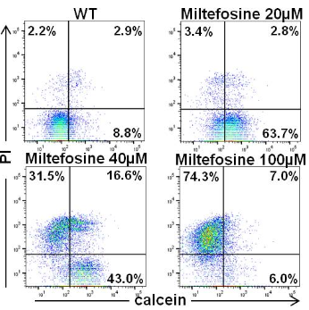 Calcein AM/PI 双染试剂盒（活死细胞双染）