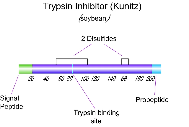 Trypsin Inhibitor, Soybean 胰酶抑制剂