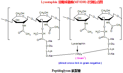 Lysostaphin （LSS） 溶葡球菌酶 工具酶