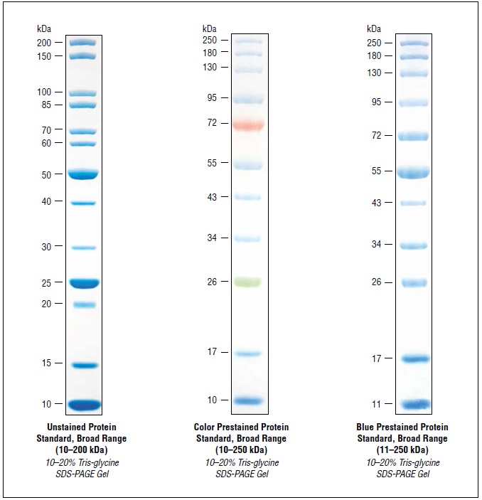 NEB代理 , Markers 和 Ladders (DNA/RNA 和蛋白质) , 蛋白 Markers 和 Ladders