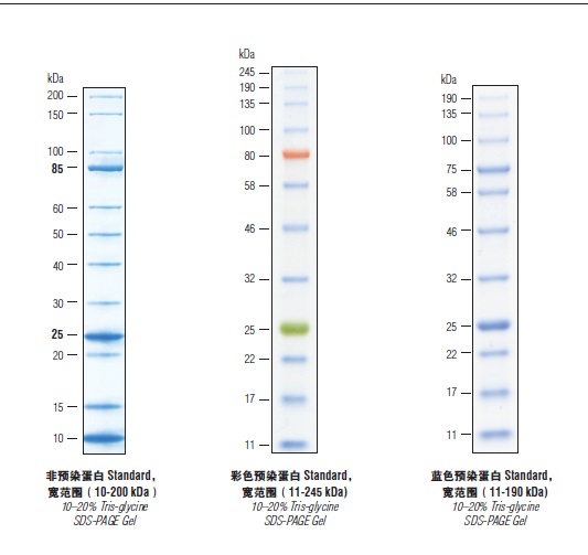 NEB代理 , Markers 和 Ladders (DNA/RNA 和蛋白质) , 蛋白 Markers 和 Ladders