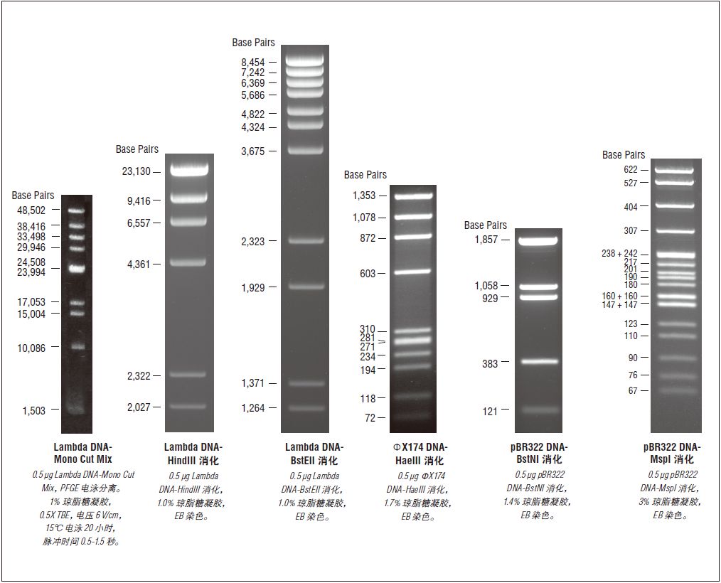 NEB代理 , Markers 和 Ladders (DNA/RNA 和蛋白质) , 常规 DNA Markers