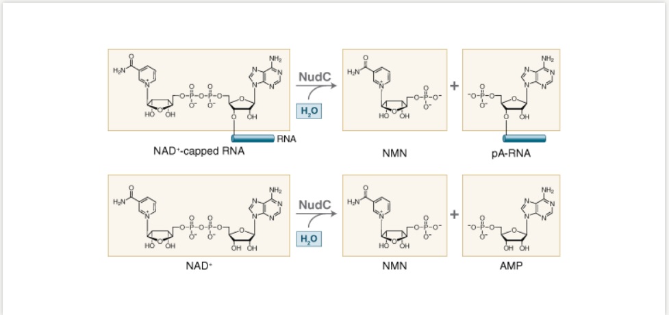 NEB代理 , RNA 试剂 , RNA 连接酶和修饰酶