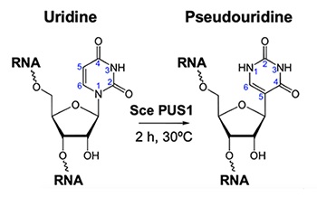 NEB代理 , RNA 试剂 , RNA 连接酶和修饰酶