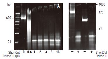 NEB代理 , RNA 试剂 , RNA 连接酶和修饰酶