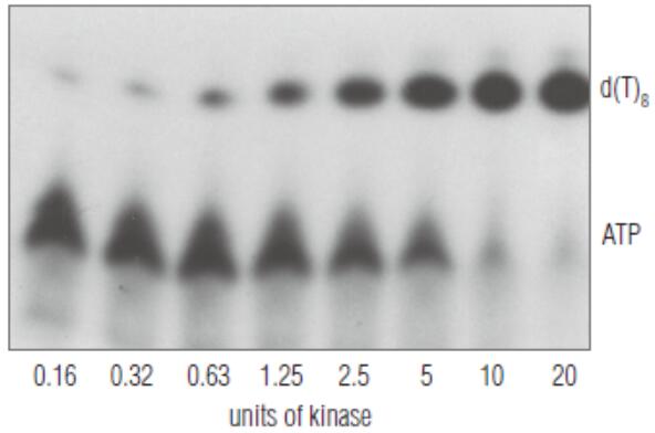 NEB代理 , RNA 试剂 , RNA 连接酶和修饰酶