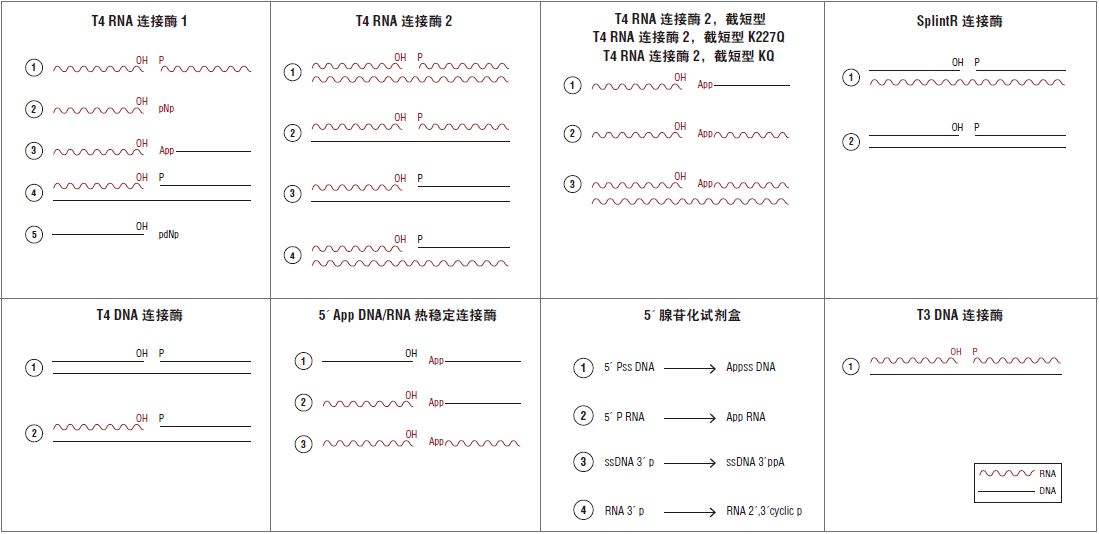 NEB代理 , RNA 试剂 , RNA 连接酶和修饰酶