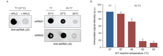 NEB代理 , RNA 试剂 , RNA 合成