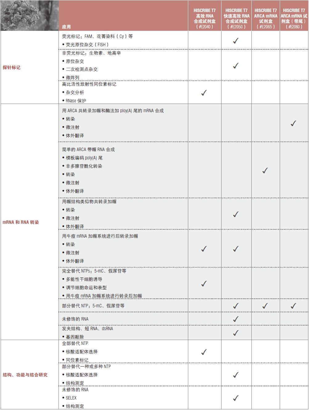 NEB代理 , RNA 试剂 , RNA 合成