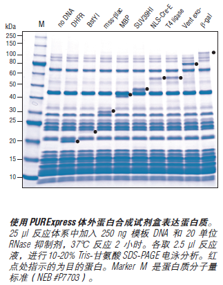 NEB代理 , 蛋白表达和纯化技术 , 表达系统 ：无细胞表达