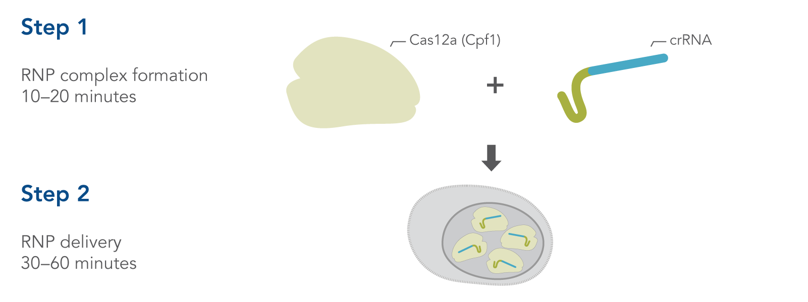 IDT埃德特 基因组编辑Alt-R™ A.s. Cas12a crRNA