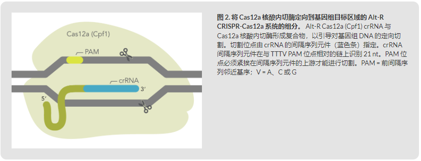 IDT埃德特 基因组编辑Alt-R™ A.s. Cas12a crRNA