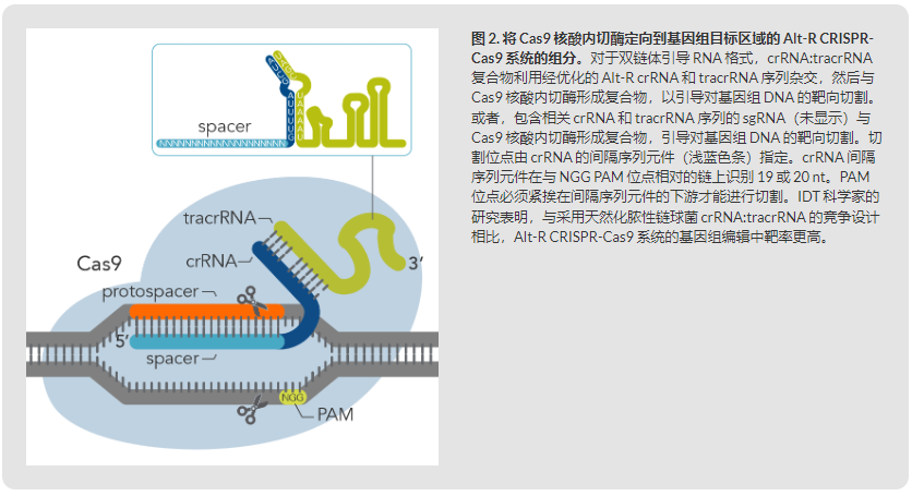 IDT埃德特 编辑基因组Alt-R® CRISPR-Cas9 crRNA