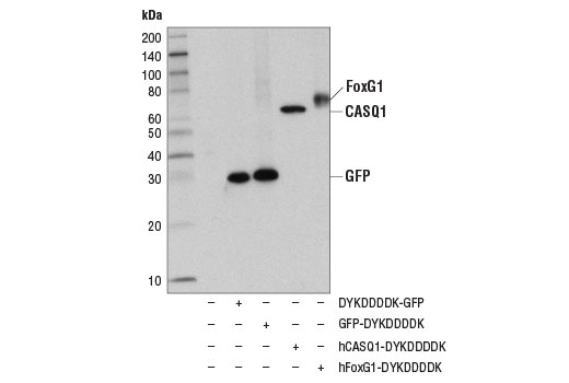 CST   14793S  DYKDDDDK Tag (D6W5B) Rabbit mAb (Binds to same epitope as Sigma's Anti-FLAG ® M2 Antibody)