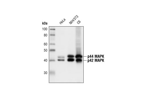 CST   p44/42 MAPK (Erk1/2) (137F5) Rabbit mAb  4695S 4695T