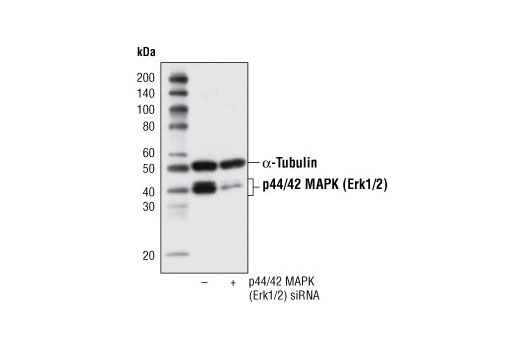 CST   p44/42 MAPK (Erk1/2) (137F5) Rabbit mAb  4695S 4695T