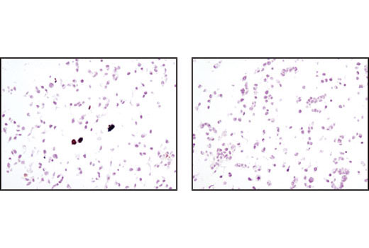 CST   HA-Tag (C29F4) Rabbit mAb  3724S 3724T