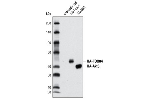 CST   HA-Tag (C29F4) Rabbit mAb  3724S 3724T