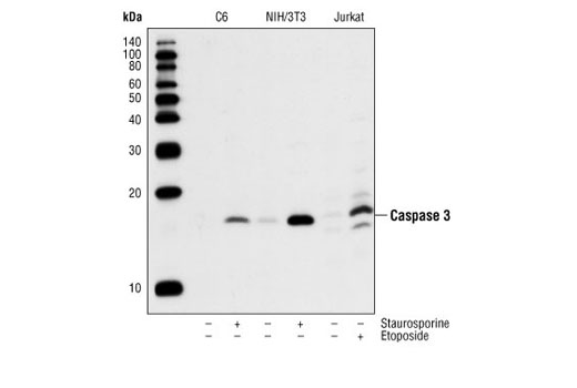 CST   Cleaved Caspase-3 (Asp175) (5A1E) Rabbit mAb  9664S 9664L 9664T