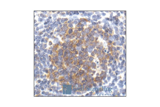 CST   Caspase-3 Antibody  9662S