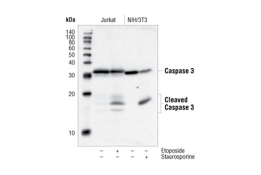 CST   Caspase-3 Antibody  9662S