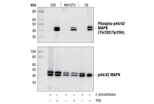 CST  Phospho-p44/42 MAPK (Erk1/2) (Thr202/Tyr204) (D13.14.4E) XP ® Rabbit mAb  4370S 4370L 4370T