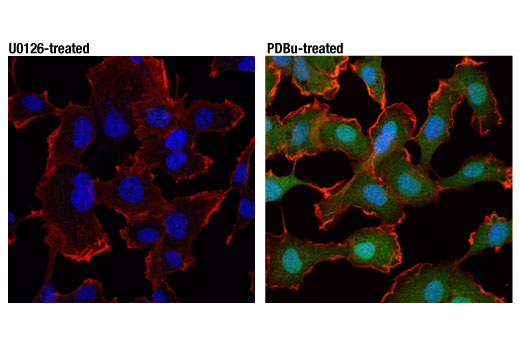 CST  Phospho-p44/42 MAPK (Erk1/2) (Thr202/Tyr204) (D13.14.4E) XP ® Rabbit mAb  4370S 4370L 4370T