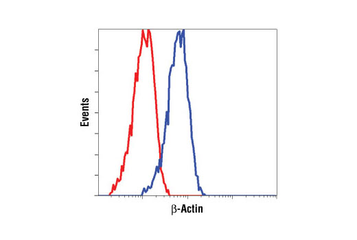 CST   beta-Actin (13E5) Rabbit mAb  4970S 4970L 4970T