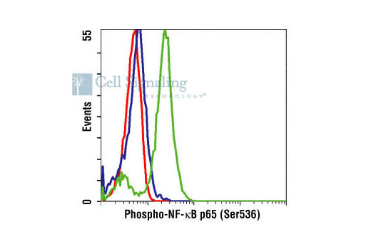 CST   Phospho-NF-kappaB p65 (Ser536) (93H1) Rabbit mAb  3033S 3033L 3033T