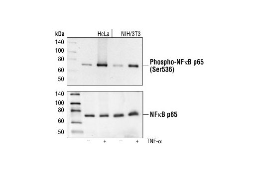 CST   Phospho-NF-kappaB p65 (Ser536) (93H1) Rabbit mAb  3033S 3033L 3033T