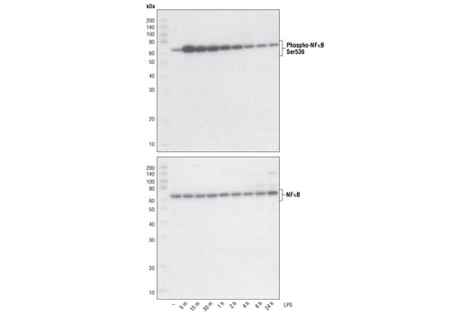 CST   Phospho-NF-kappaB p65 (Ser536) (93H1) Rabbit mAb  3033S 3033L 3033T